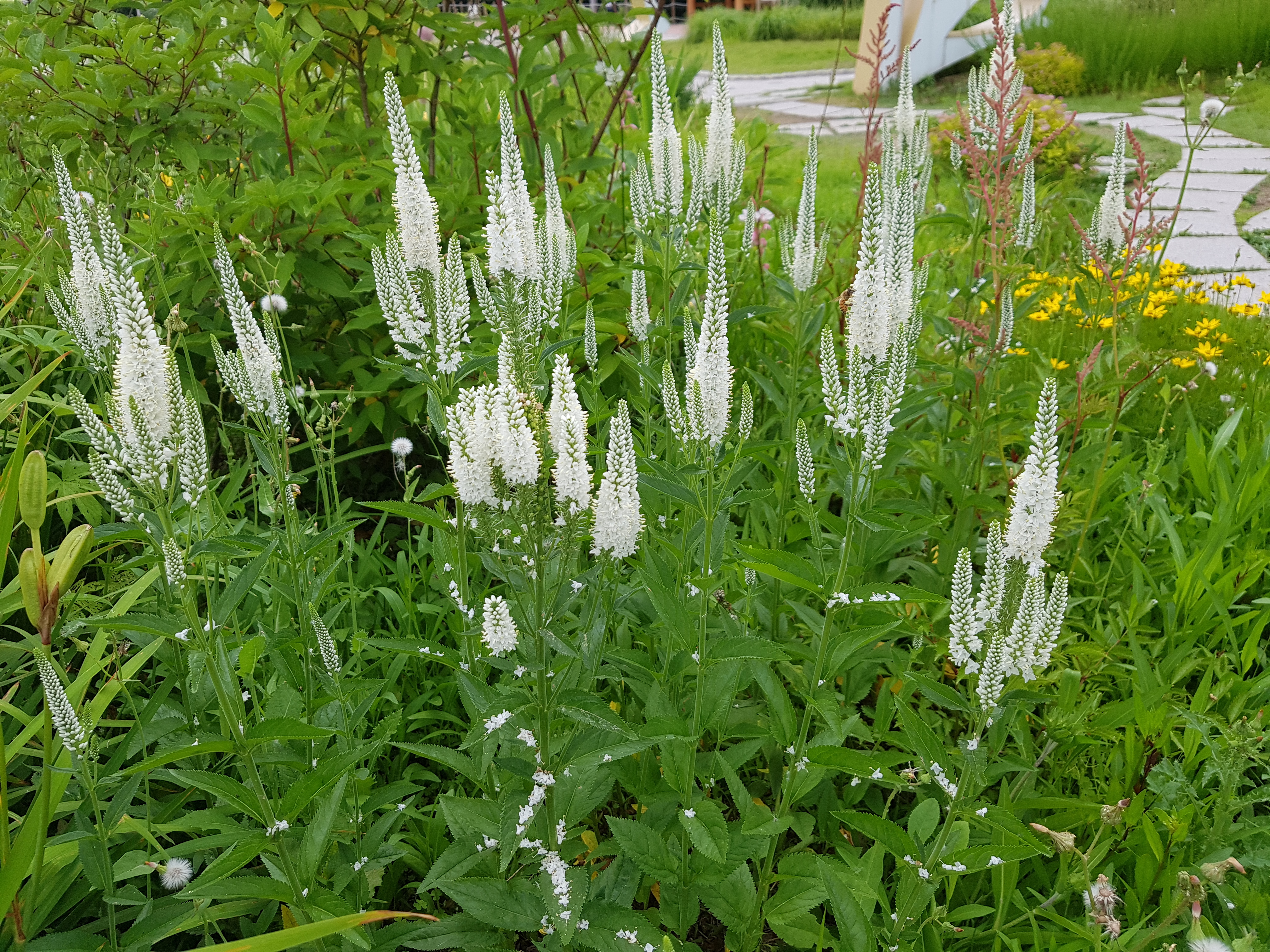 Veronica longifolia 'Schneeriesin'